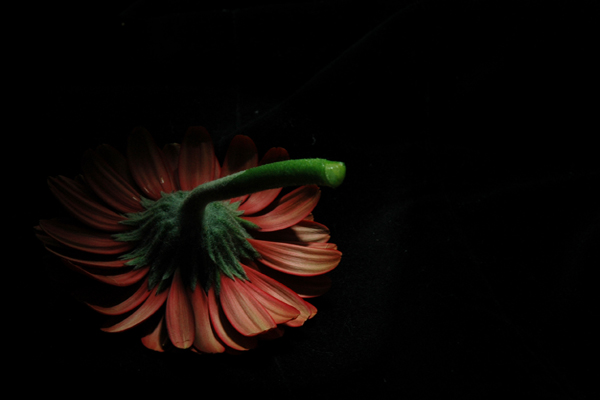 a0065194_10314576.jpg
