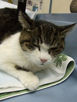 昭和の猫続々と・・・_b0059154_22314175.jpg
