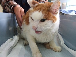 昭和の猫続々と・・・_b0059154_22323757.jpg