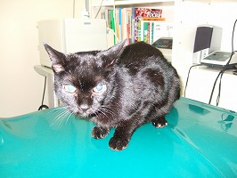 昭和の猫続々と・・・_b0059154_2233745.jpg