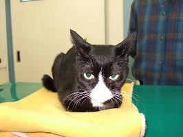 昭和の猫続々と・・・_b0059154_2234742.jpg