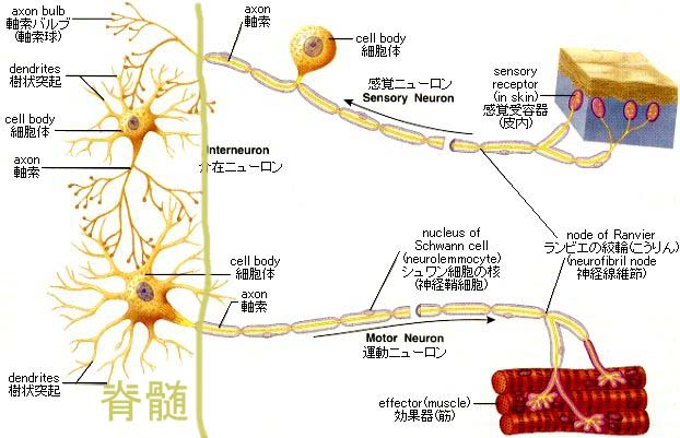 興味あるページ_b0052170_15395177.jpg