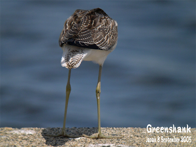 アオアシシギ　２　　Greenshank 2_c0071489_22194366.jpg