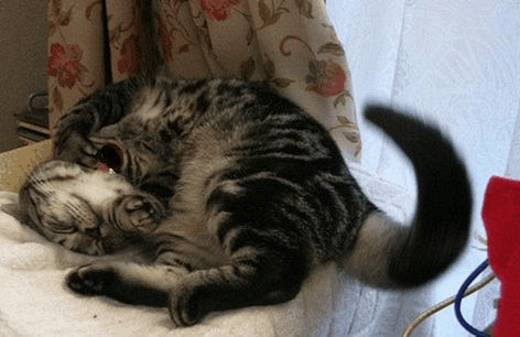 c0045655_0315339.gif