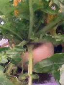 e0085052_92094.jpg