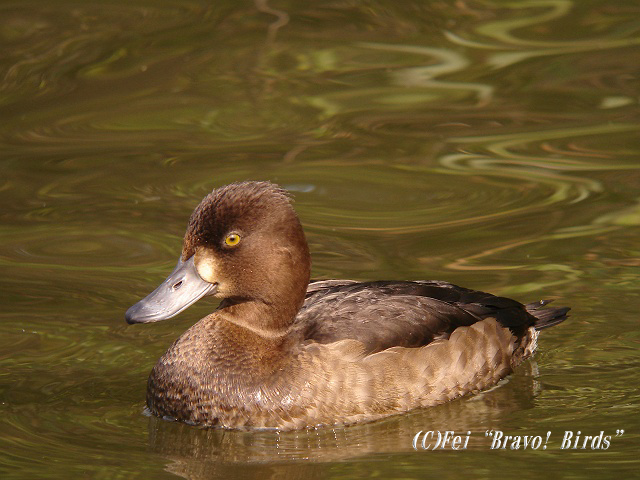 キンクロハジロ　幼鳥_b0069564_20481233.jpg