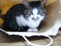 a0007078_1440167.gif