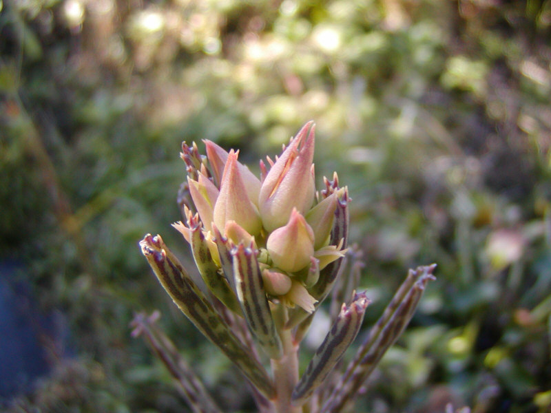 どんな花が　咲くのかな？_d0037110_2134116.jpg