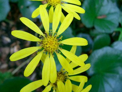 石蕗 ツワブキ 花の仲間調べ 石蕗 ツワブキ 花の仲間調べ