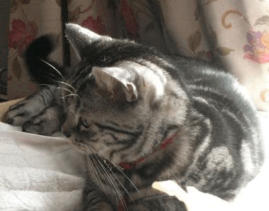 c0045655_17423911.gif