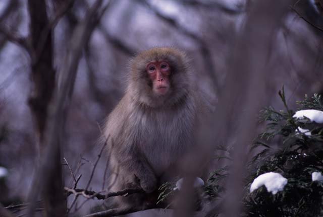 ニホンザル ホンドザル 北のフィールドノート