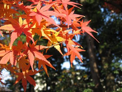 ■川越の紅葉 中院 喜多院_e0041699_1629383.jpg