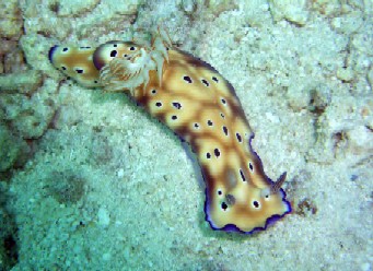 ヤップの海・ダイブログ_a0043520_221611.jpg