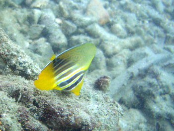 ヤップの海・ダイブログ_a0043520_22175942.jpg