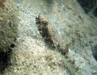 ヤップの海・ダイブログ_a0043520_221906.jpg