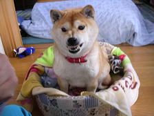 積もった~!_c0049950_22254473.jpg