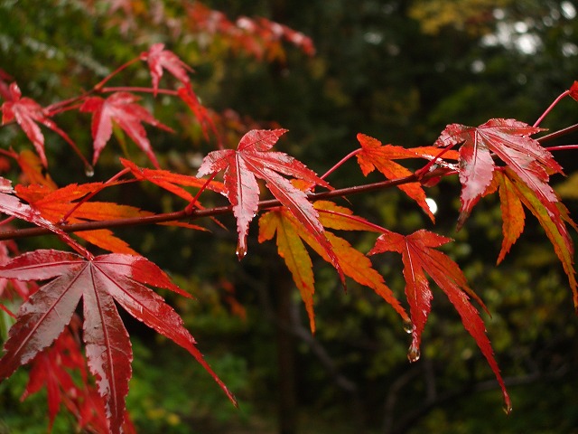 円覚寺等の紅葉（その４）＝最後の最後編（＾＾；_f0012488_331177.jpg