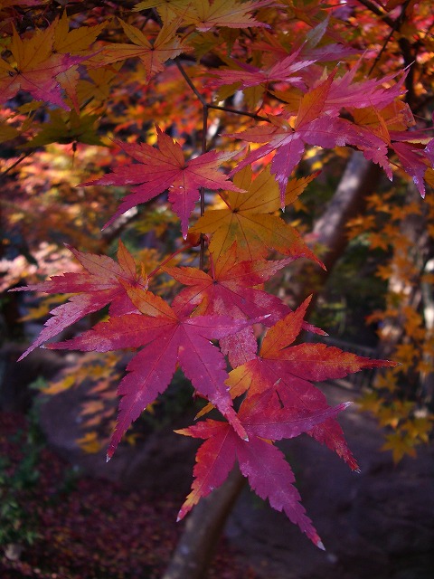 円覚寺等の紅葉（その４）＝最後の最後編（＾＾；_f0012488_413179.jpg