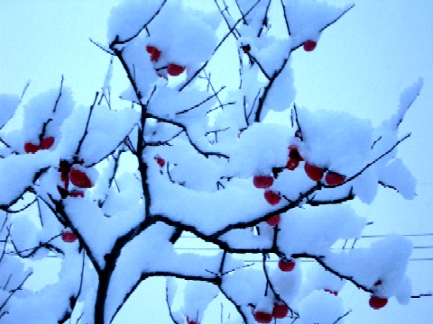 日進香久山も58年ぶりの大雪？　　’０５/１２/１９_d0048812_13282253.jpg