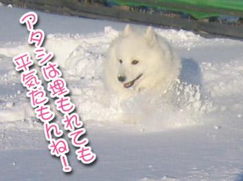 a0044521_0535124.jpg