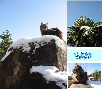 雪バージョン★～猫編～_e0043051_19122925.jpg