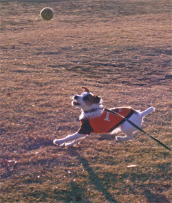 b0065067_0144595.gif