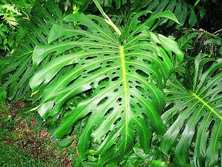 フォスター植物園　＜Foster Botanical Gardens＞_e0012796_1943356.jpg