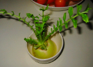 d0017632_14552825.jpg