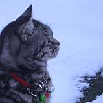 d0000247_10564451.gif