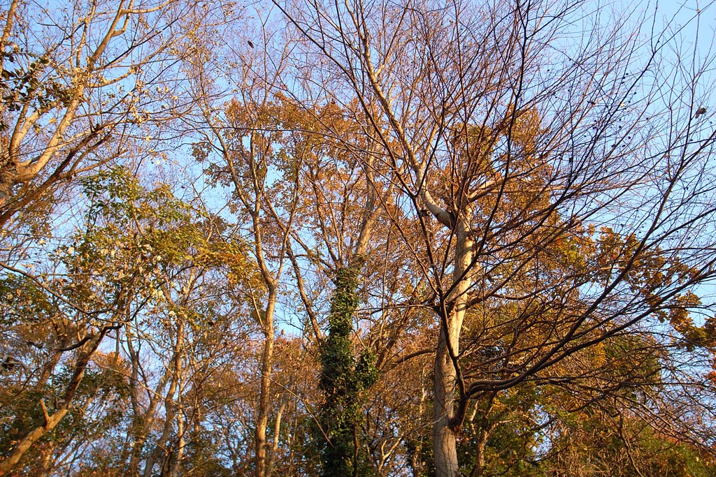 e0071178_533732.jpg