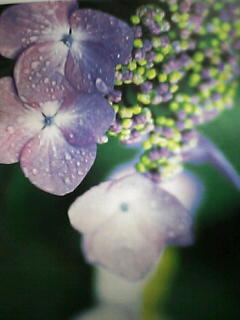 来年上半期の花は「七変化」　、紫陽花。_e0068696_21431755.jpg