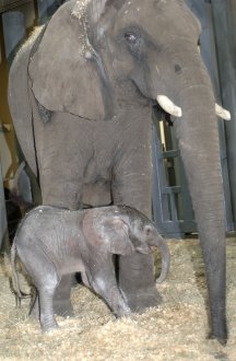 アニマルキングダムでゾウの赤ちゃん誕生 オールドディズニーファンのディズニーワールド旅ブログ