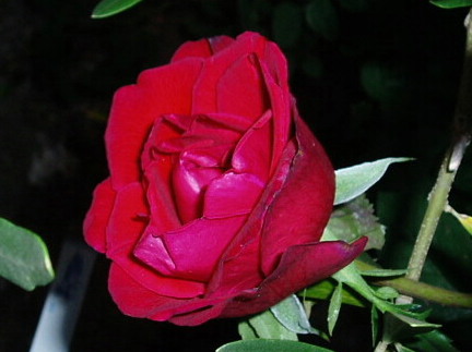 e0064158_23303233.jpg