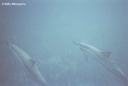 Magical Dolphin Tour ３日目_c0001980_2022194.jpg