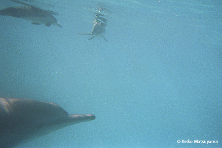 Magical Dolphin Tour ３日目_c0001980_2043888.jpg