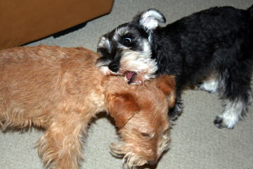 f0013099_11235356.jpg