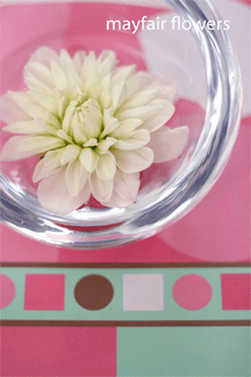 奇跡_d0000304_16325617.gif