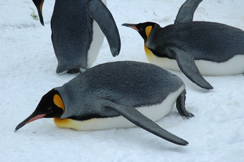 旭山動物園その３ 王様ペンギン スロウなじかん