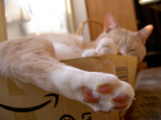 猫の言い分 〜動画付き〜_e0058443_21213055.jpg