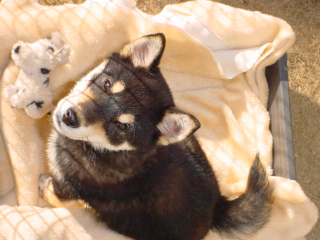 a0052750_12434230.jpg