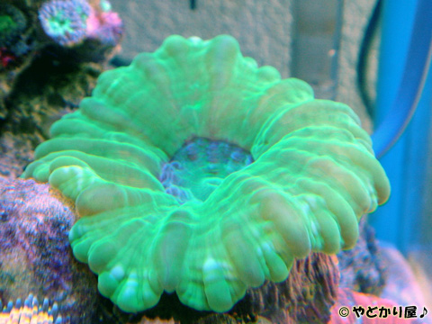 コハナガタサンゴ!_a0017072_111793.jpg