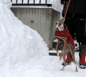 a0009397_214762.gif