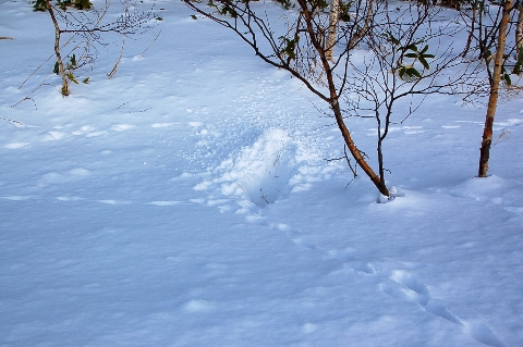 Those fellows on  snowy field　　雪原のきゃつら_a0062697_18583951.jpg