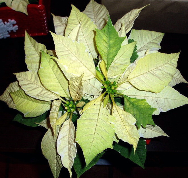 e0064158_002285.jpg
