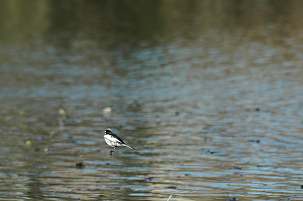 水元公園_e0015377_22204621.jpg