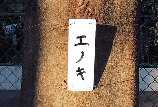 エノキ_b0057679_1022152.jpg