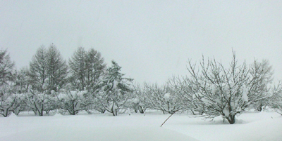 a0033805_1305376.jpg