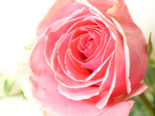 e0071324_08107.jpg