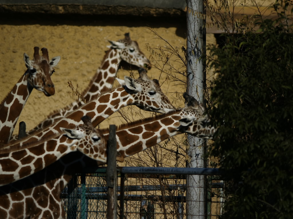 多摩動物園_c0066245_1732956.jpg