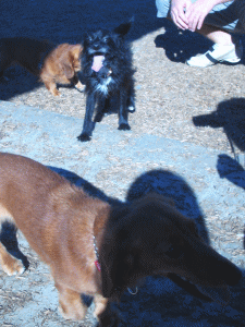 b0035453_15243057.gif
